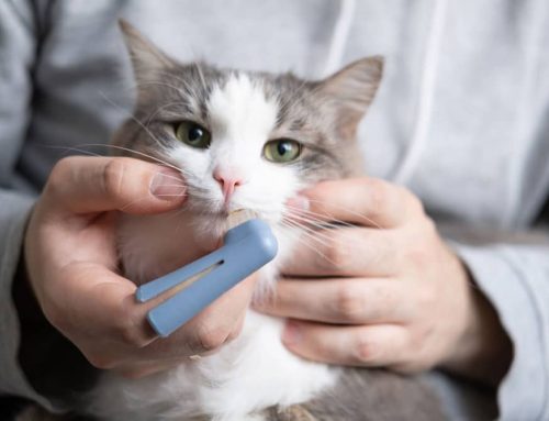 Do Pet Dental Wipes and Gels Actually Work, or Do You Still Have to Brush?