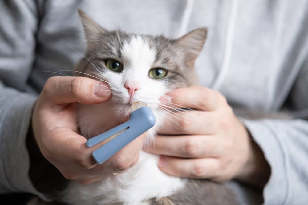 A close-up shot of a grey and white cat with green eyes being held by a person in a grey hoodie, who is gently pulling back the cat's lip to brush its teeth using a small blue finger toothbrush.