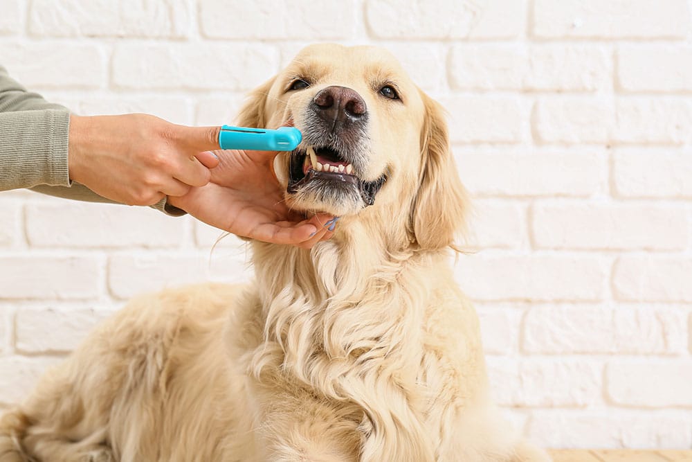 A close-up shot of a fluffy Golden Retriever sitting in front of a white brick wall while a person gently lifts its upper lip to clean its teeth using a blue silicone finger toothbrush.