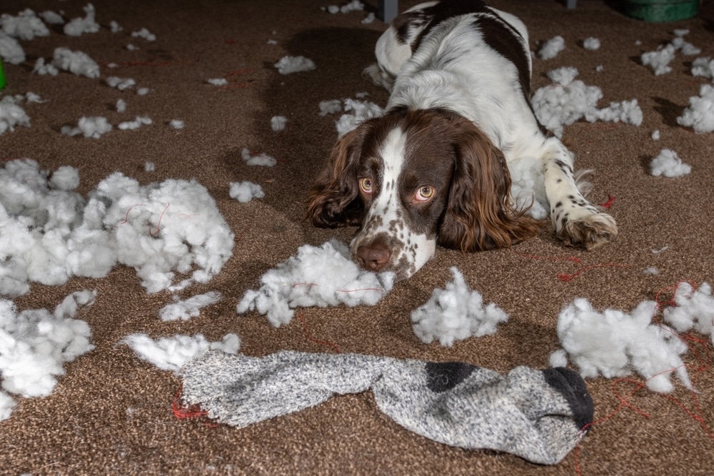 Guilty dog expression used in training and behavior content.