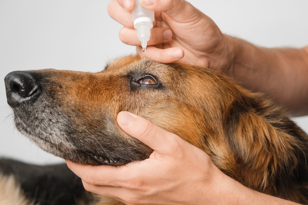 Applying eye drops to a dog as part of veterinary eye care, highlighting treatment for eye irritation, infection, dryness, and ongoing ocular health management.