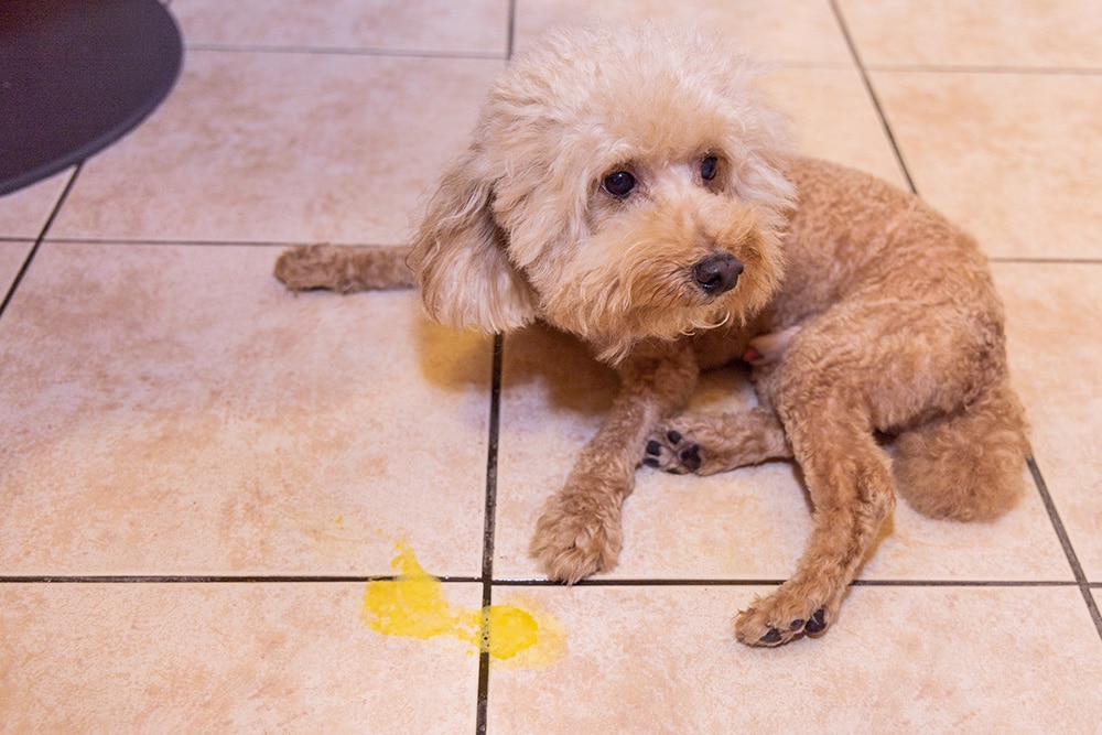 A small, apricot-colored poodle mix lies on a beige tiled floor next to a small puddle of bright yellow bile, looking away with a lethargic and unwell expression.