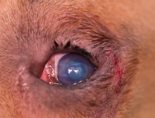 Is Eyelid Surgery the Best Way to Correct Entropion in Your Dog?
