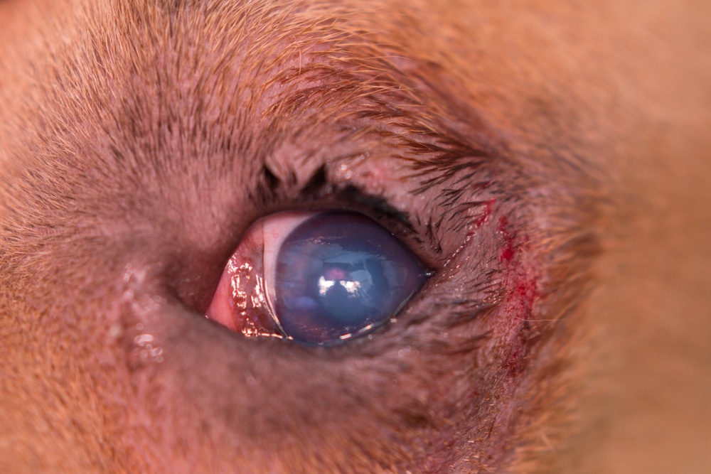 Dog with entropion, a condition in which the eyelid rolls inward, causing the eyelashes to rub against the eye and create irritation.