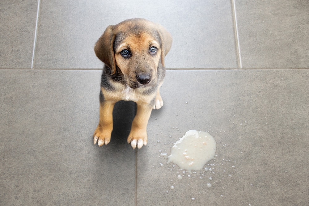 A sad-looking brown and black puppy sitting on a grey tiled floor next to a small puddle of vomit, looking up at the camera with wide, concerned eyes.