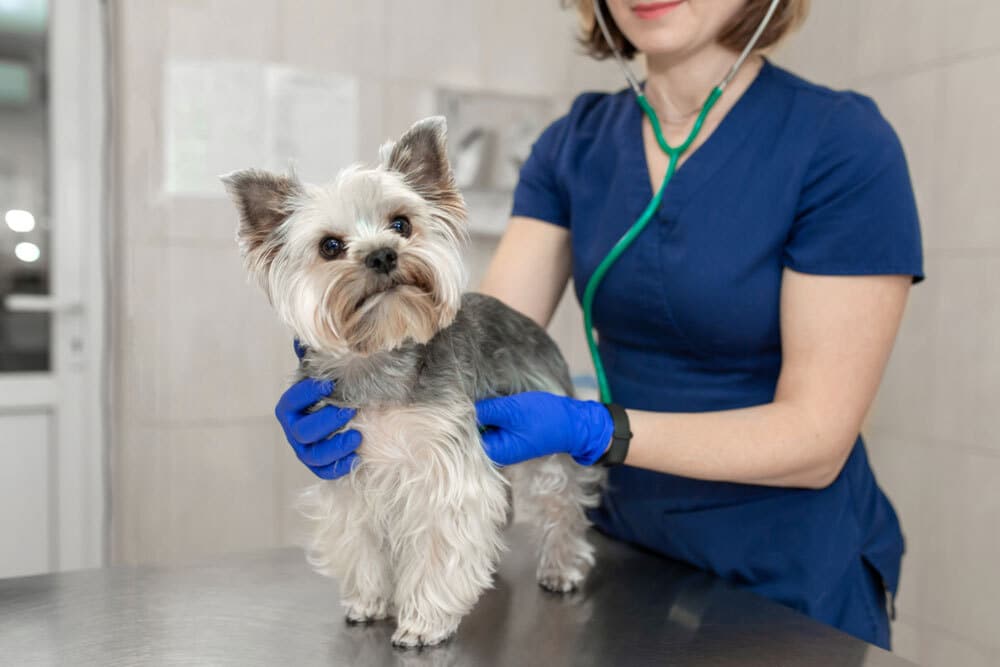 Yorkie on exam table having a veterinary health check.