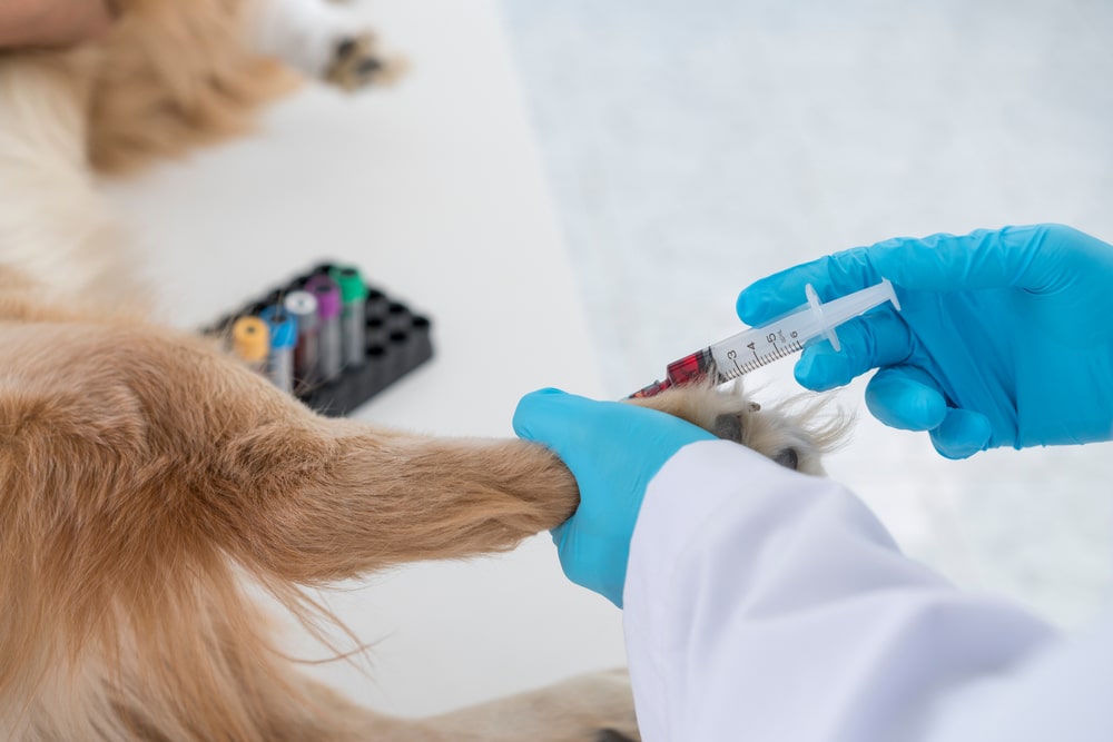 The Doctor Is Testing The Dog's Blood