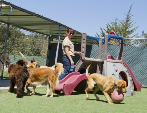 Choosing Dog Services Safely: Daycare, Boarding, Grooming, Training, and Park Guidelines