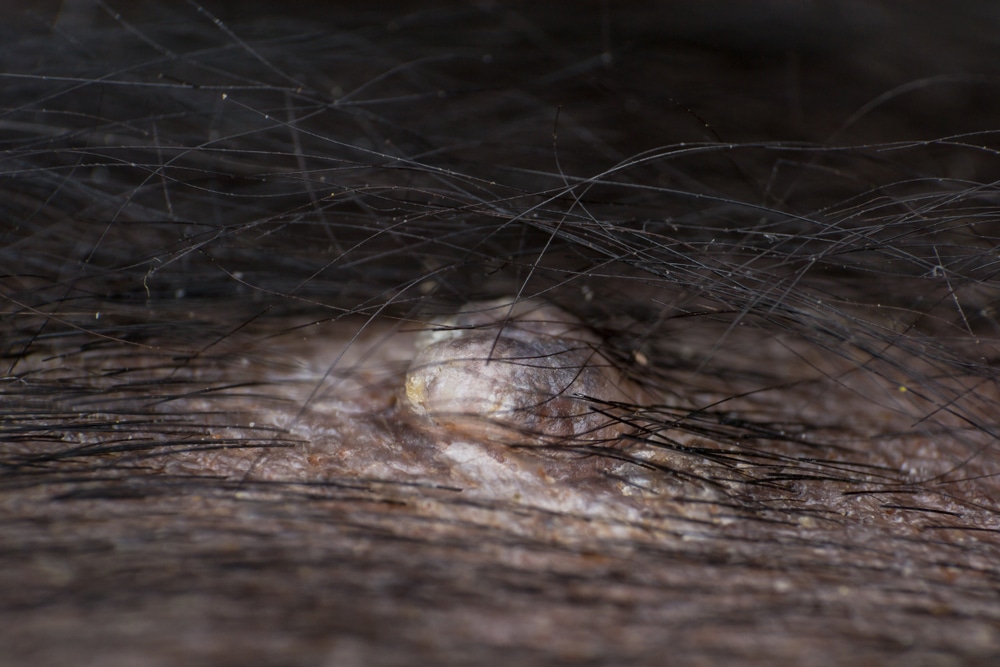 Dog with multiple shaved areas showing skin lumps for veterinary examination.